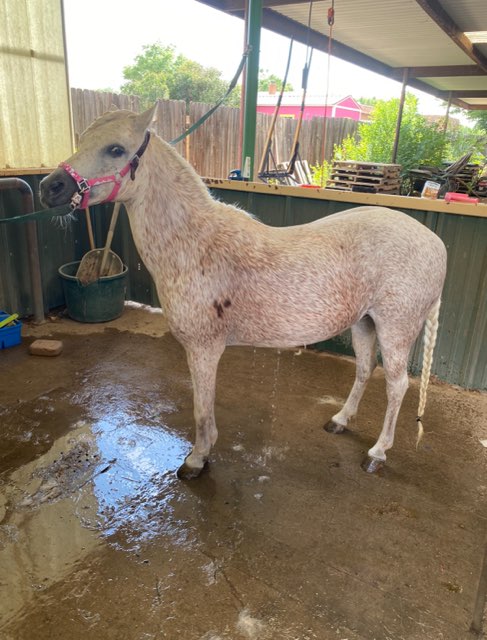 Pixie Wash Rack